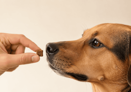 hand holding treat for dog positive reinforcement training example