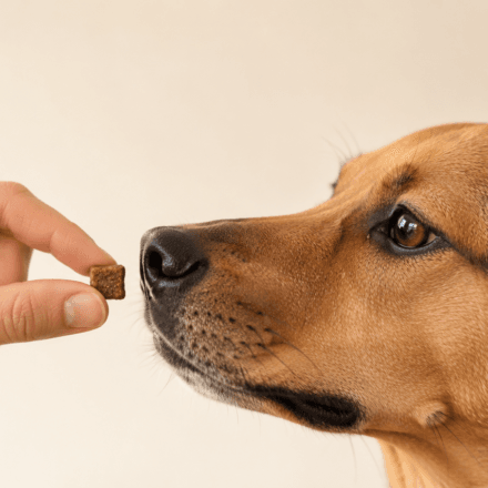 hand holding treat for dog positive reinforcement training example