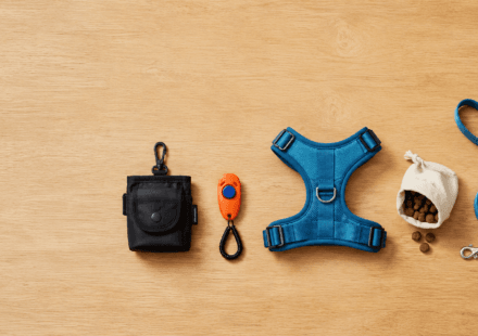 Beginner positive reinforcement dog training gear flat lay starter kit treat pouch clicker harness