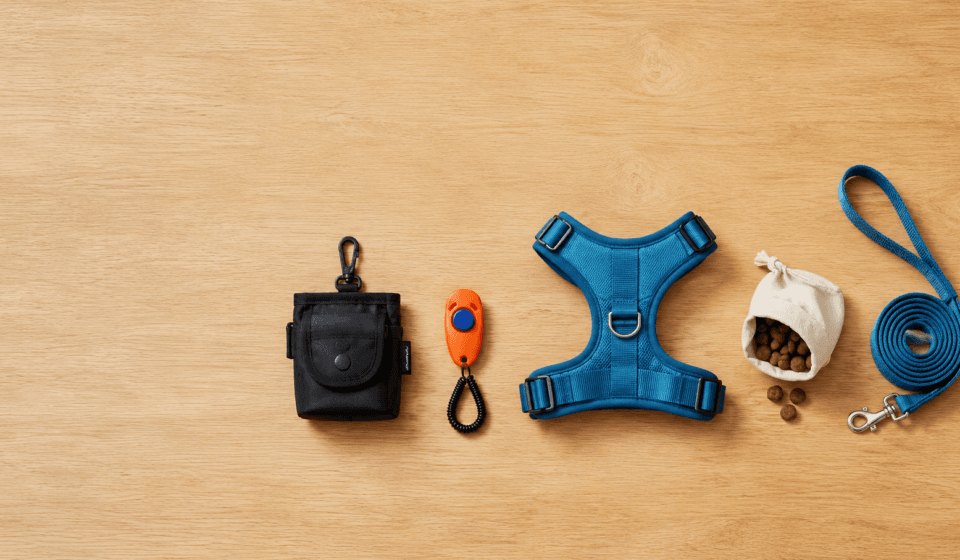 Beginner positive reinforcement dog training gear flat lay starter kit treat pouch clicker harness