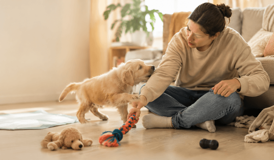 first time dog owner puppy biting redirect positive reinforcement behavior problem